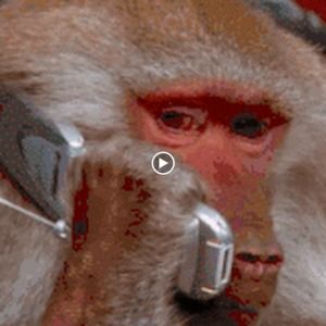 Meet your Posher, Choya